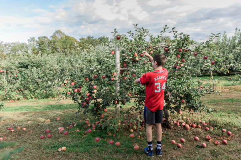 Favorite Farms for Apple Picking in New Jersey