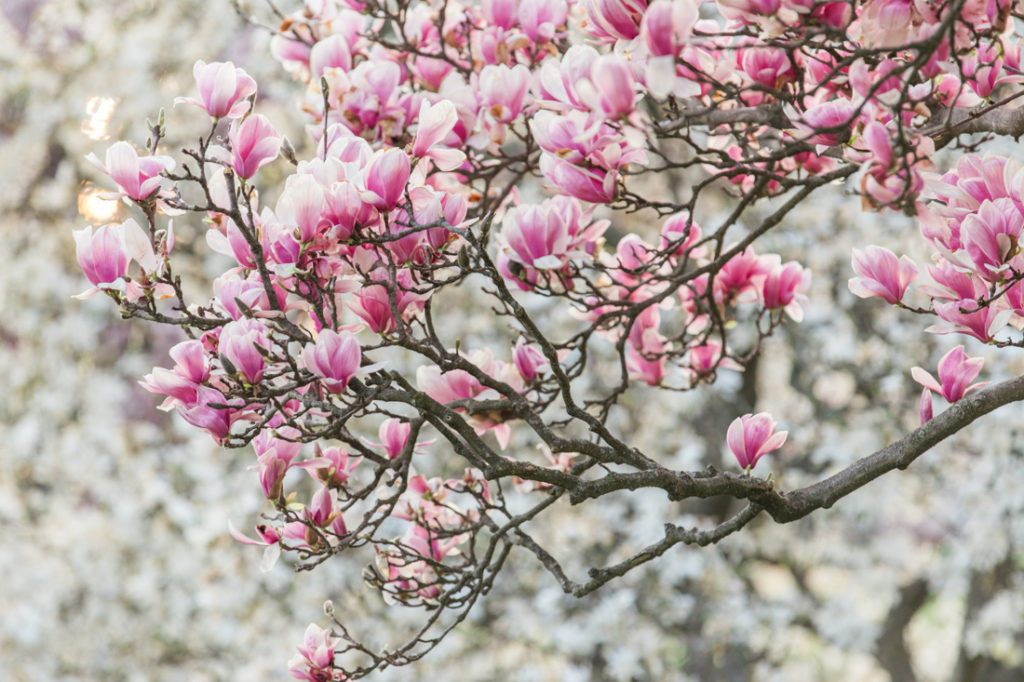 magnolia tree blossoms New Jersey
