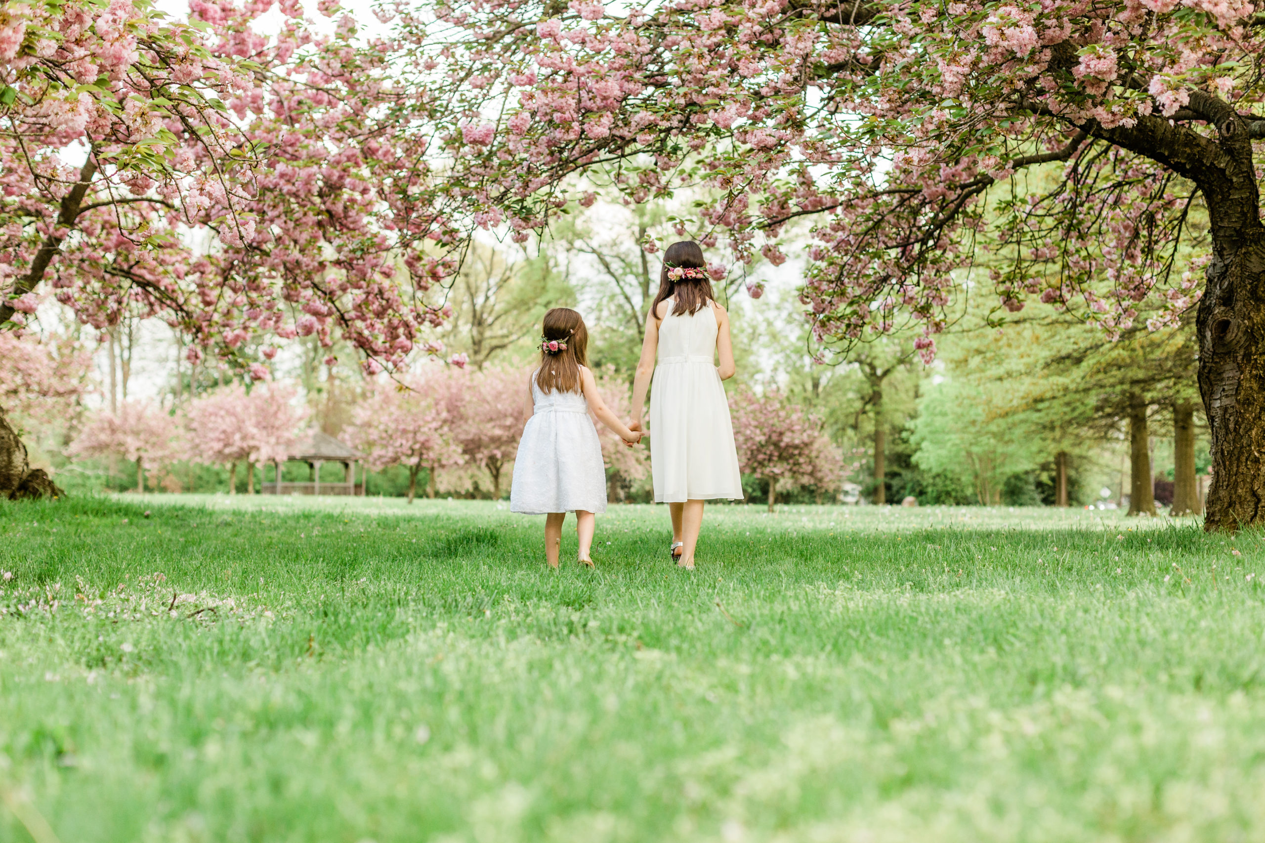 Little girls holding hands walking under cherry blossom trees in westfield photo